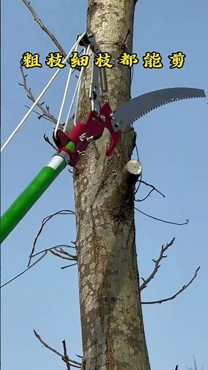 Prune Like a Pro: Master High-Branch Shears