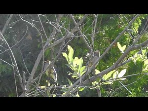 Cedar Waxwings Calling