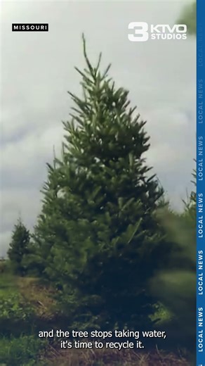 Missouri Christmas tree farms boost holiday traditions and state agriculture economy
