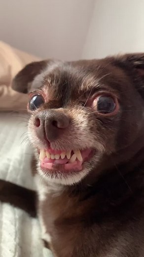 Angry Wiener Dog Reaction | Funny Pets Compilation