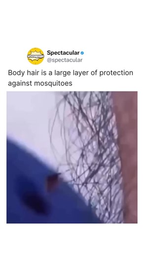 226K views · 18 reactions | Body Hair: Your Built-In Bug Defense 烈溺...