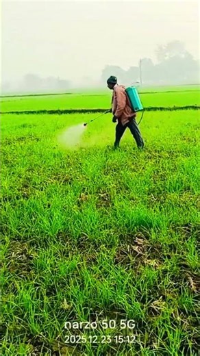 kheti se related farmer gehun ka sinchai #hindisong #bollywood #music