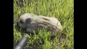 俄乌前线什么都养，这次是野猪