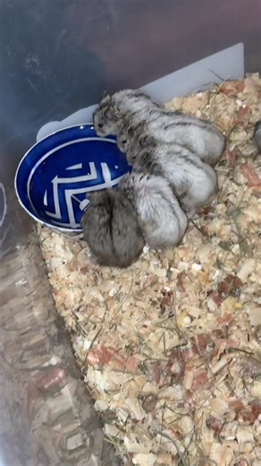 العناية بالهامستر: تجهيز قفصهم بالعناصر اللازمة