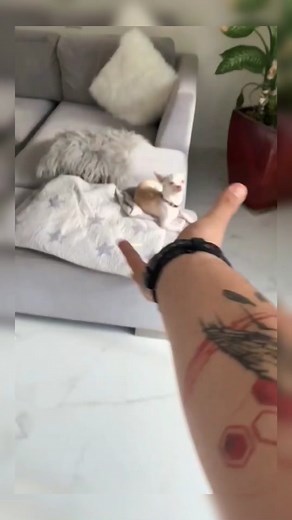 Makes Niki angry 🤣🤣🤣#nikiozeri #chihuahua #foryou #funny #tiktok