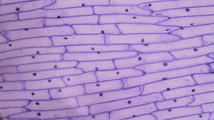 Purple Onion Peel Under Microscope Stock Footage Video (100% Royalty-free) 16060684 | Shutterstock