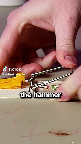How to Set a Mousetrap: Step-by-Step Guide
