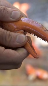 I Fried a Whole Lobster on Fire! 😱🔥 | Fire Kitchen