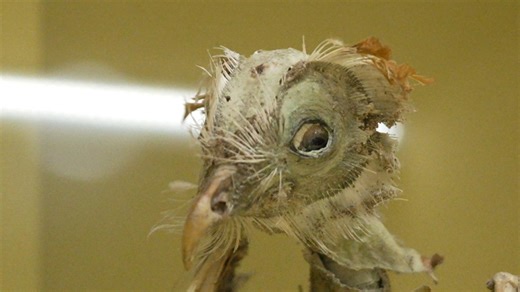 Abendschau - Der Süden: Sonderausstellung: Deutsches Museum kämpft gegen Käfer, Motten und Co