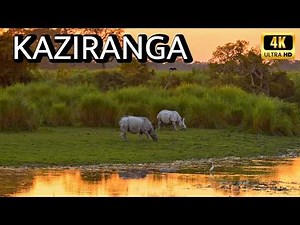 Kaziranga National Park Safari in 4K UHD
