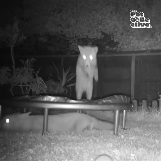 52K views · 995 reactions | The Pet Collective on Reels | Facebook