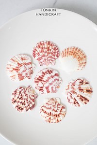 Bulk Natural Scallop Shells Craft,tropical Seashells, DIY Craft Shells, Craft Shells,beach Wedding Decor, Coastal Boho Decor,seashell Supply - Etsy