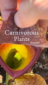 Many people have asked me “why are they called carnivorous and not insectivorous?” It’s because they can be literally carnivorous. Pitcher plants will “eat” anything that can fit inside and get stuck in the pitcher. Leaves, bugs, small mammals, anything that is unfortunate enough to stumble across these extraordinary plants. #ecology #science #biology #safe #sarracenia #carnivorousplants #carnivorousplant #carnivorousplantclub #carnivorousplantsociety #plantsmakepeoplehappy #plantsmakemehappy #c