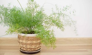 Foxtail Fern vs Asparagus Fern: What’s the Difference?