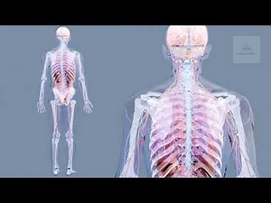 Inside the Human Body: A Complete Guide to Our Vital Organs