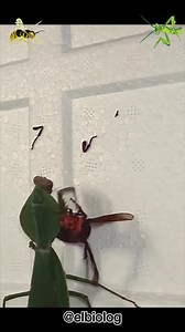 Avispón luchando con una Mantis Religiosa 🐝🆚🐲 #abejas #animales #insectos #lucha #comida | El Biologo X