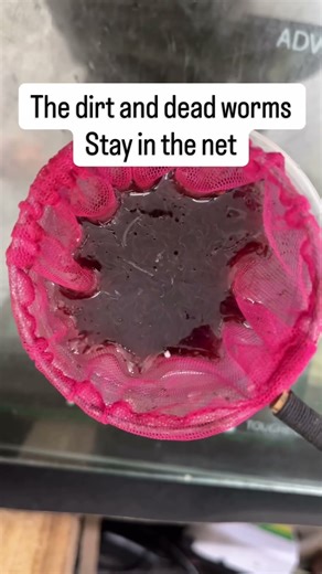 Best way to freeze blood worms!