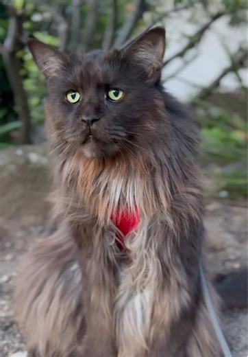 Noisy Maine Coon Cats in Action