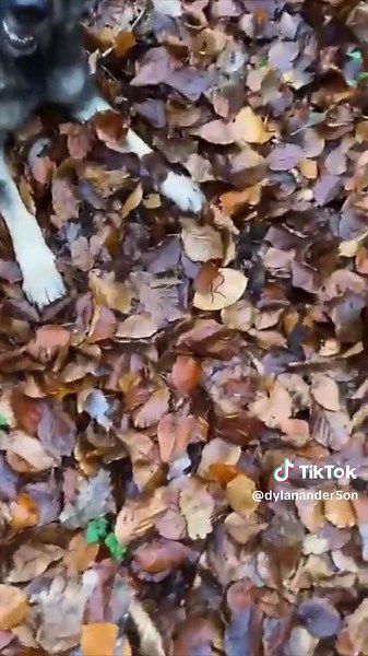 Two of the smartest dog’s in the world 😱👏 (via @Hyperclub24) | dogs