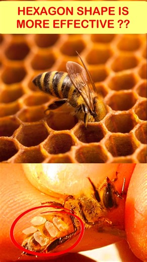 What makes HONEYCOMB a hexagonal structure?❓#shortvideo #ytshorts #viralshorts #honeycomb