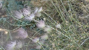 Prairie smoke flower blowing in the wind near a garden path