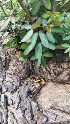 MDU CAMPUS GREENERY ☘️🌱 // VIVO T4X MOBILE PHOTOGRAPHY||