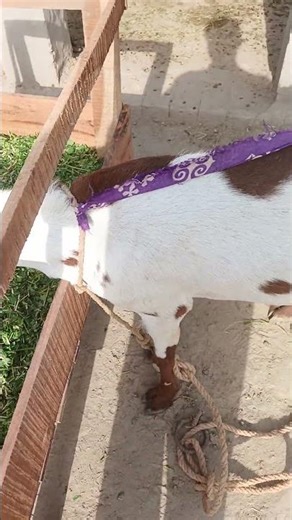 Best Food for Goats: Benefits of Alfalfa (Lotion) for Growth & Milk Production
