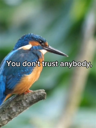Bird drop your barber immediately. #kingfisher #birdwatcher #birdtok #bird #birdtiktok
