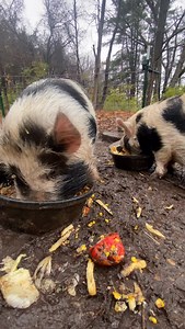 33 reactions · 68 shares | Why pigs go wild at mealtime (it’s...