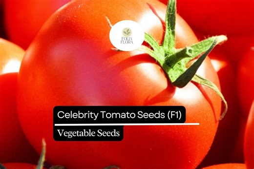 10 Seeds Celebrity Tomato (F1), Solanum Lycopersicum, High-yield Hybrid Tomato - Etsy