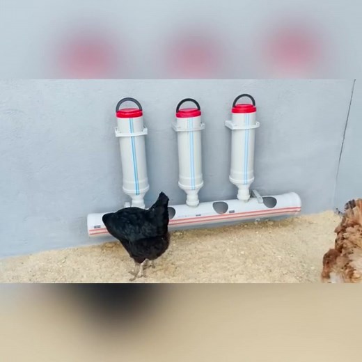 DIY Chicken Feeder & Drinker From PVC Pipes | Creative and Affordable Ideas