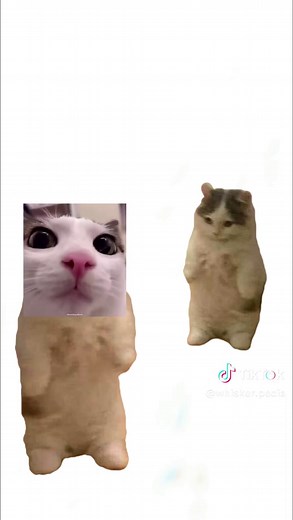 Ovulación explicada por gatos: Animaciones Claras