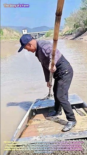 Satisfying Aquaculture Harvest: Watch a Farmer Dredge Freshwater Snails by Boat! 🐚🚤↓