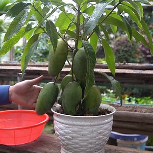 673K views · 4.4K reactions | Grow Mango Trees in Your Backyard or Balcony – A Simple Guide | H&H Gardening World | Facebook
