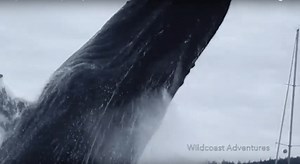 BC kayakers get insane humpback whale surprise (VIDEO) | Lifestyle
