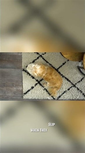 Falls and Muscle Injuries #accident #pets #dog #cat