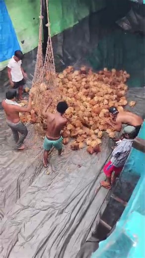 🥥🏝️Coconuts received from suppliers or transport vehicles are received by officers and placed in designated sorting areas. Each coconut is visually inspected to determine its physical condition. 🌴We are PT. Coconut Charcoal Indonesia, a food and beverage manufacturing company specializing in coconut products such as coconut milk, coconut water, desiccated coconut, shredded coconut, and grated coconut. Address: 🏘️ Komplek Citra Buana Batam Industry 2, Lot 10, Kel. Kampung Seraya, Kec. Batu Am
