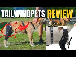 The Best Dog Knee Brace on the Market? Tailwindpets Review (Unfiltered)
