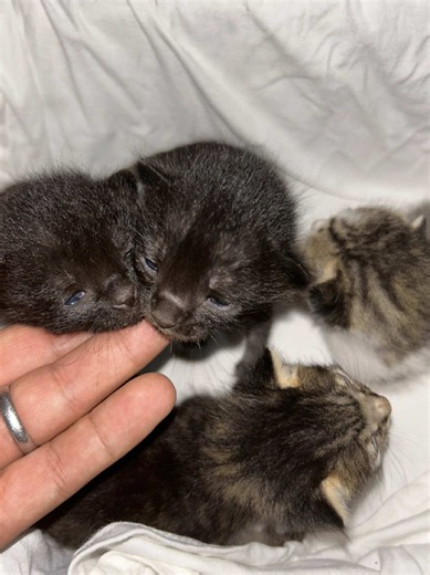 Gatitos rescatados: cuidados iniciales y adopción responsable