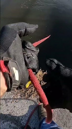 Cleaning Decatur Lake #fishing #magnets #magnetfishing