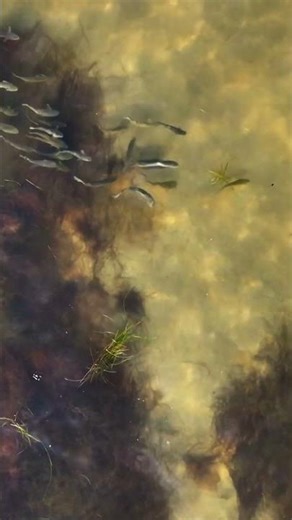 Redfish drone footage #texas #drone #redfish