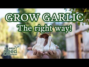 Want to Grow Garlic? All You Need To Know About Sourcing, Vernalization, Planting & Harvesting