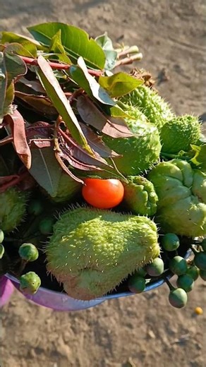 how to cook Chayote squash 😄# local style # village # life #