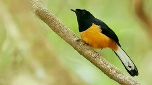 170K views · 122 shares | keberadaan jenis burung Murai Batu ini...