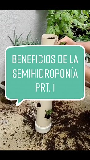 Sorpréndete con los beneficios de semihidroponía vertical #hidroponia #hidroponiaencasa #emprendedor #innovacion #orgánicos