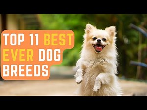 Top 11 Dog Breeds That Get Along With Cats: Perfect Companions for Feline-Friendly Homes