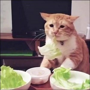 7.7K views · 250 reactions | Cat Island on Reels | Facebook