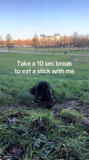 A pause from doom scrolling #cockerspaniel #relaxing #calming