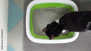 Cute domestic cat cleans up the Kitty toilet, pees, digs cat litter in the tray and play with its paw