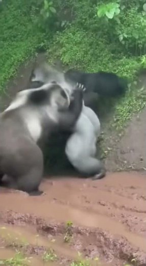 Silverback DESTROYS Bear in Storm - Epic Rain Battle 🔥 #viral